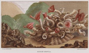 Scarlet Serpula