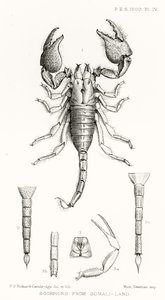Schorpioenen uit Somalië, illustratie uit The Hope Reports, Vol. II, 1897-1900, geredigeerd door Edward B. Poulton, Oxford, 1901 door English School