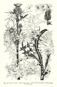Schotse Distel; Hoogte tot 4 voet; Onderste bladeren soms 18 inch lang; Bloemen paars
