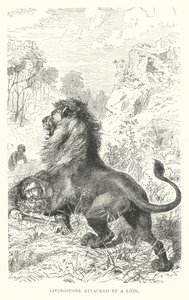 Schotse missionaris David Livingstone aangevallen door een leeuw in Afrika door English School