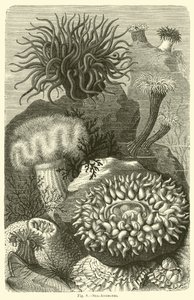 Zeeanemonen