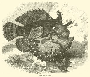 Zee-egel