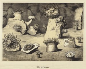 Zeeanemonen