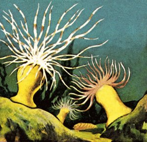 Zeeanemonen door English School