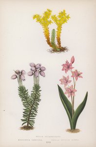 Sedum Sexangulare; Menziesia Caerulea; Scilla Bifolia Rubra door English School
