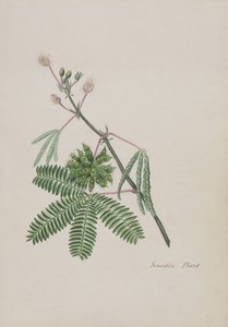 Gevoelige Plant, illustratie uit een Album van Gedichten, Grafiettekeningen & Aquarellen, c.1828 door English School