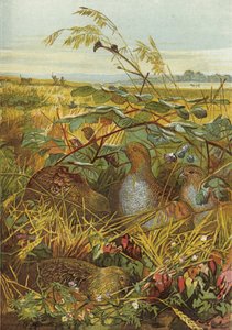 September en oktober, wildvogels