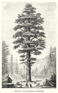 Sequoia (Wellingtonia) Gigantea (gravure) door English School