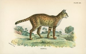 Serval door English School