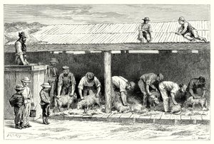 Schapen scheren (gravure)