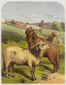 Schapen