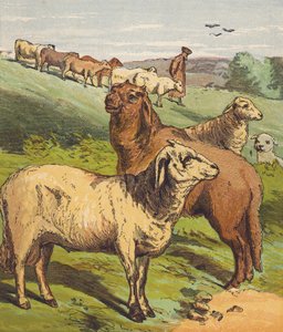 Schapen
