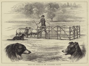Schapenhond Proeven bij het Alexandra Palace