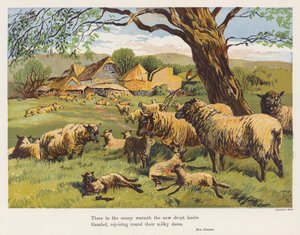 Schapen en lammeren door English School