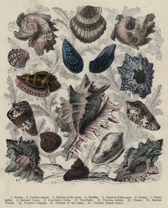 Schelpen