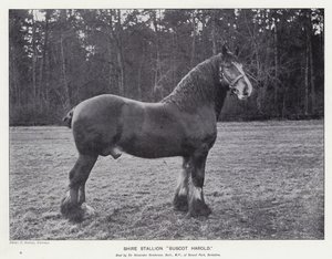 Shire Hengst "Buscot Harold"