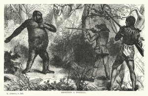 Een gorilla neerschieten door English School