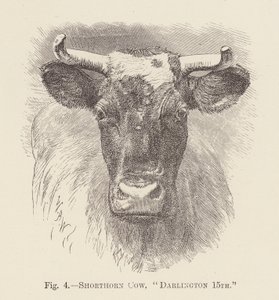 Shorthorn Koe, "Darlington 15e" (gravure)