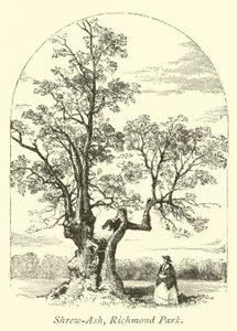 Shrew-Ash, Richmond Park door English School
