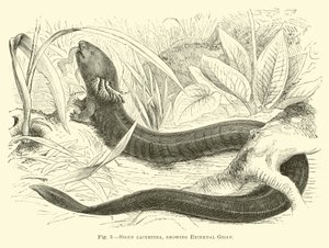 Siren lacertina, met externe kieuwen