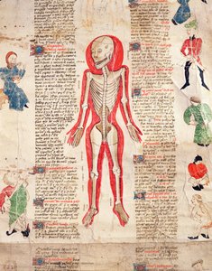 Skelet, uit De arte phisicali e de cirugia door John Ardene, 1412