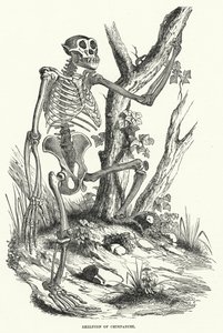 Skelet van Chimpansee
