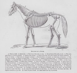 Skelet van een paard door English School