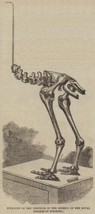 Skelet van de Dinornis, in het Museum van het Royal College of Surgeons (gravure)