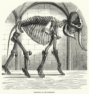 Skelet van de olifant door English School