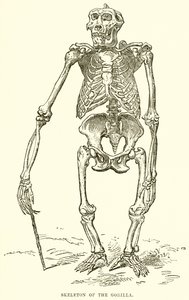 Skelet van de gorilla