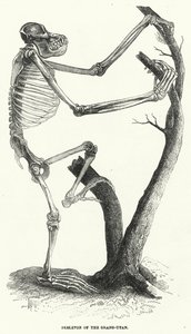 Skelet van de Orang-Oetan (gravure)