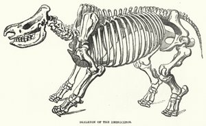 Skelet van de neushoorn