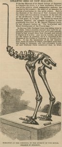 Skelet van de dinornis, een gigantische vogel uit Nieuw-Zeeland