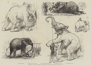 Schetsen van Jumbo, de Afrikaanse olifant, in de dierentuin door English School