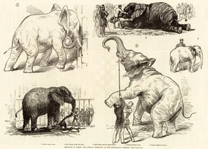 Schetsen van Jumbo, de Afrikaanse olifant, in de dierentuin door English School