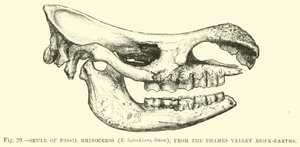 Schedel van fossiele neushoorn (R leptorhinus, Owen), uit de Thames Valley baksteen-aarden