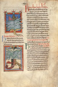 Sloane Ms 1975 fol.48 Het kruid Basilicum door English School