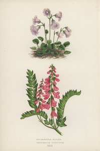 Soldanella Alpina; Hedysarum Obscurum door English School