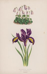 Soldanella Minima; Iris Reticulata door English School