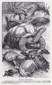 Soorten schildpadden