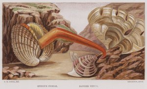Stekelige Kokkels, Gestreepte Venus