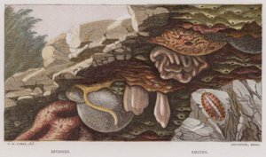 Sponzen, Chiton