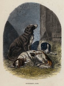 Sporthonden (gekleurde gravure) door English School