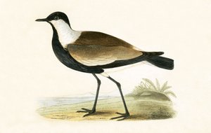 Spurvleugelpiviere, illustratie uit 