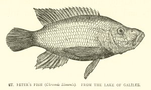St. Petrusvis (Chromis Simonis), uit het Meer van Galilea door English School