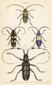 Sternotomis pulchra, Tragocephala formosa, vlierboorder, en Thysia wallichii