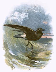 Stormvogel