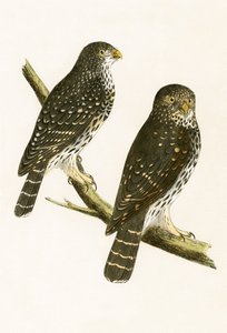 Strix Pusilla, illustratie uit 