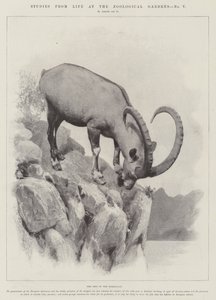 Studies uit het leven in de dierentuin (gravure) door English School