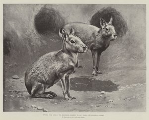 Studies uit het leven in de dierentuin, Maras of Patagonische cavia
